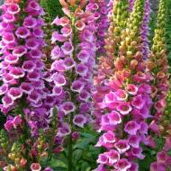 DIGITALIS FOXGLOVE SZ 4.