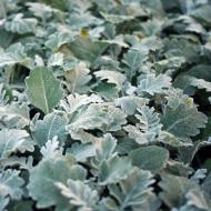 DUSTY MILLER #1