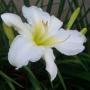 DAYLILY JOAN SENIOR #1