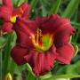 DAYLILY PARDON ME #1