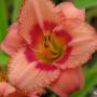 DAYLILY STRAWBERRY CANDY #1