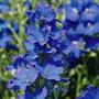 DELPHINIUM BLUE MIRROR #1