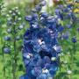 DELPHINIUM GAURDIAN BLUE #1