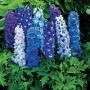 DELPHINIUM MAGIC FOUNTAINS #1