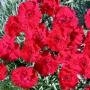 DIANTHUS FIRE STAR #1