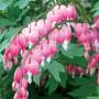 DICENTRA BLEEDING HEART #1