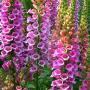 DIGITALIS FOXGLOVE #1