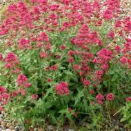 JUPITERS BEARD RED VALERIAN #1