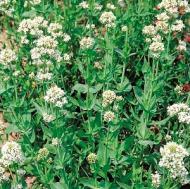 JUPITERS BEARD WHITE VALERIAN #1