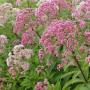 JOE PYE WEED #1