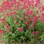 JUPITERS BEARD RED VALERIAN #1