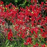 KANGAROO PAW #1