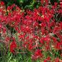 KANGAROO PAW #1