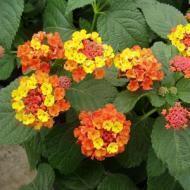 LANTANA #1