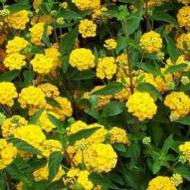 LANTANA NEW GOLD #1