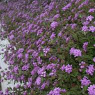 LANTANA PURPLE TRAILING #1