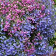 LOBELIA 606 PACK FLAT