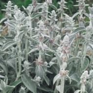 LAMBS EAR STACHYS #1