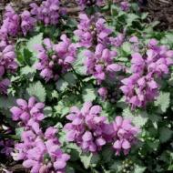 LAMIUM SPOTTED NETTLE  SZ 4.5