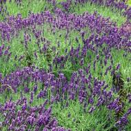 LAVENDER ENGLISH HIDCOTE #1