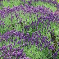 LAVENDER ENGLISH HIDCOTE #2