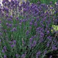 LAVENDER ENGLISH MUNSTEAD #1