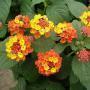 LANTANA #1