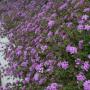 LANTANA PURPLE TRAILING #1