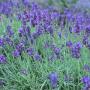 LAVENDER SZ 4