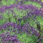 LAVENDER ENGLISH HIDCOTE #1