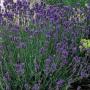 LAVENDER ENGLISH MUNSTEAD #1