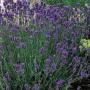 LAVENDER ENGLISH MUNSTEAD #2