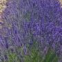 LAVENDER FRENCH PROVENCE #1