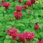 MONARDA BEE BALM  #1