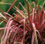 NEW ZEALAND FLAX PHORMIUM #1