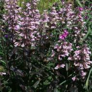 PENSTEMON DARK TOWERS #1