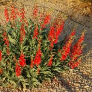 PENSTEMON FIRECRACKER #1