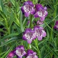 PENSTEMON PIKES PEAK PURPLE #1