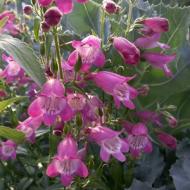 PENSTEMON RED ROCKS  #1