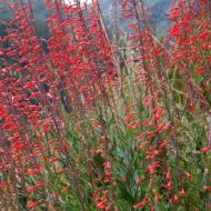 PENSTEMON SCARLET BUGLER #1