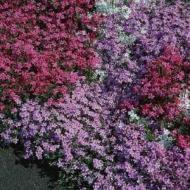 PHLOX CREEPING  SZ 4.5