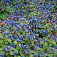 PLUMBAGO CERATOSTIGMA  #1