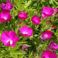 POPPY MALLOW CALLIRHOE SZ 4.5