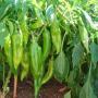 PEPPER #1
