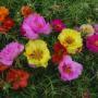 PORTULACA 18/4 PACK FLAT