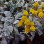 PARTRIDGE FEATHER TANACETUM #1