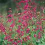 PENSTEMON CANYON DESERT #1