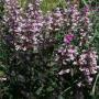 PENSTEMON DARK TOWERS #1