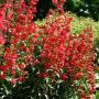 PENSTEMON RIDING HOOD #1