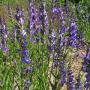 PENSTEMON ROCKY MOUNTAIN  #1